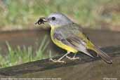 Eastern Yellow Robin, Murramarang NP, NSW, Australia, March 2006 - click for larger image