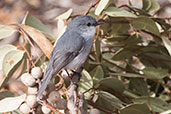 White-breasted Robin, Cheynes Beach, Western Australia, Australia, October 2013 - click for larger image