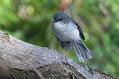 White-breasted Robin, Cheynes Beach, Western Australia, Australia, October 2013 - click for larger image