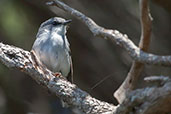 White-breasted Robin, Cape Naturaliste, Western Australia, Australia, October 2013 - click for larger image