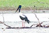 Black-necked Stork, Mareeba, Queensland, Australia, November 2010 - click for larger image