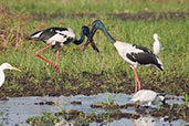 Black-necked Stork, Kakadu, Northern Territory, Australia, October 2013 - click for larger image
