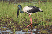 Black-necked Stork, Kakadu, Northern Territory, Australia, October 2013 - click for larger image