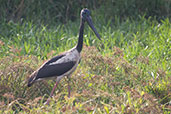 Black-necked Stork, Kakadu, Northern Territory, Australia, October 2013 - click for larger image