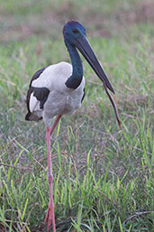 Black-necked Stork, Kakadu, Northern Territory, Australia, October 2013 - click for larger image