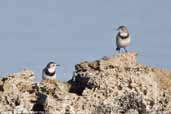 White-fronted Chat, Coorong, South Australia, February 2006 - click for larger image