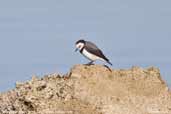 White-fronted Chat, Coorong, South Australia, February 2006 - click for larger image