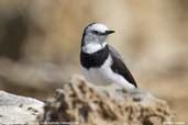 White-fronted Chat, Coorong, South Australia, February 2006 - click for larger image