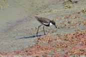 Red-kneed Dotterel, Menindee, NSW, Australia, March 2006 - click for larger image