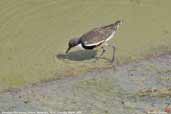 Red-kneed Dotterel, Menindee, NSW, Australia, March 2006 - click for larger image