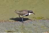 Red-kneed Dotterel, Menindee, NSW, Australia, March 2006 - click for larger image