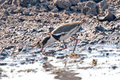 Red-kneed Dotterel, Kakadu, Northern Territory, Australia, October 2013 - click for larger image