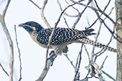 Immature Common Koel, Mareeba, Queensland, Australia, November 2010 - click for larger image