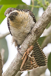 Immature Common Koel, Mareeba, Queensland, Australia, November 2010 - click for larger image