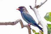 Dollarbird, Mareeba, Queensland, Australia, November 2010 - click for larger image