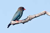 Dollarbird, Mareeba, Queensland, Australia, November 2010 - click for larger image