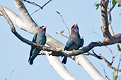 Dollarbird, Mareeba, Queensland, Australia, November 2010 - click for larger image