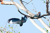 Dollarbird, Mareeba, Queensland, Australia, November 2010 - click for larger image