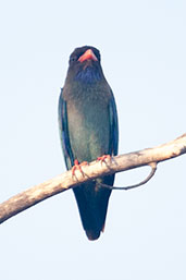 Dollarbird, Mary River, Northern Territory, Australia, October 2013 - click for larger image