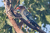 Dollarbird, Mary River, Northern Territory, Australia, October 2013 - click for larger image