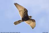 Brown Falcon, You Yangs, Victoria, Australia, February 2006 - click for larger image