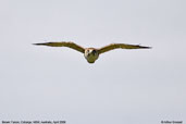 Brown Falcon, Cobargo, NSW, Australia, April 2006 - click for larger image