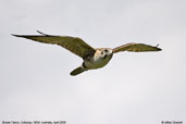 Brown Falcon, Cobargo, NSW, Australia, April 2006 - click for larger image