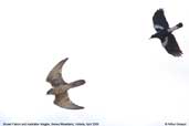 Brown Falcon and Australian Magpie, Snowy Mountains, Victoria, Australia, April 2006 - click for larger image