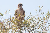 Brown Falcon, Alice Springs, Northern Territory, Australia, September 2013 - click for larger image