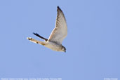 Nankeen Kestrel, Coorong, South Australia, February 2006 - click for larger image