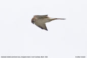 Nankeen Kestrel, Kangaroo Island, South Australia, March 2006 - click for larger image