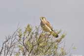 Female Nankeen Kestrel, Wilpena Pound, South Australia, March 2006 - click for larger image