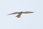 Nankeen Kestrel, Cheynes Beach, Western Australia, October 2013 - click for larger image