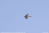 Australian Hobby, Coorong, South Australia, February 2006 - click for larger image