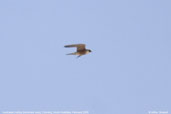 Australian Hobby, Coorong, South Australia, February 2006 - click for larger image