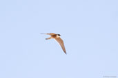 Australian Hobby, Coorong, South Australia, February 2006 - click for larger image