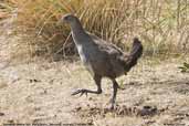 Tasmanian Native-hen, Maria Island, Tasmania, Australia, February 2006 - click for larger image