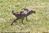 Juvenile Tasmanian Native-hen, Spreyton Arboretum, Tasmania, Australia, February 2006 - click for larger image