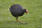 Dusky Moorhen, Melbourne Botanic Gardens, Victoria, Australia, January 2006 - click for larger image