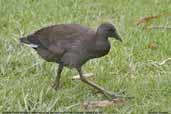 Juvenile Dusky Moorhen, Melbourne Botanic Gardens, Victoria, Australia, January 2006 - click for larger image