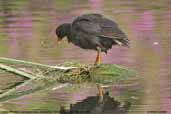 Dusky Moorhen, Melbourne Botanic Gardens, Victoria, Australia, January 2006 - click for larger image