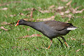 Dusky Moorhen, Adelaide, South Australia, September 2013 - click for larger image