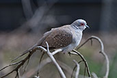 Diamond Dove, Adelaide Hills, South Australia, September 2013 - click for larger image