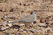 Diamond Dove, Glen Helen, Northern Territory, Australia, September 2013 - click for larger image