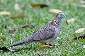 Bar-shouldered Dove, Daintree, Queensland, November 2010 - click for larger image