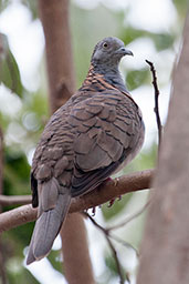 Bar-shouldered Dove, Darwin, Northern Territory, Australia, October 2013 - click for larger image