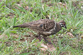 Squatter Pigeon, Kuranda, Queensland, Australia, November 2010 - click for larger image