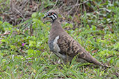 Squatter Pigeon, Kuranda, Queensland, Australia, November 2010 - click for larger image