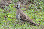 Squatter Pigeon, Kuranda, Queensland, Australia, November 2010 - click for larger image