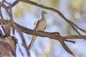 Peaceful Dove, Wyperfield, Victoria, Australia, February 2006 - click for larger image